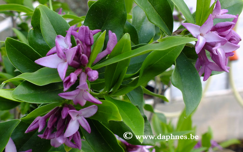 Daphne 'Spring Beauty'